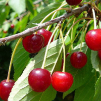 Ain Leuh, La cerise de Aïn Leuh en quête de valorisation, Le Matin