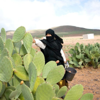 Sidi Ifni, Sidi Ifni accueille le 2e «Moussem Aknari», MAP, Le Matin